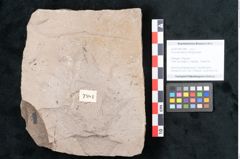 Foto (Objekt + Etikett) von Ficus tenuinervis Ettingshausen (NHMW-GEO-2024-0188-7984)